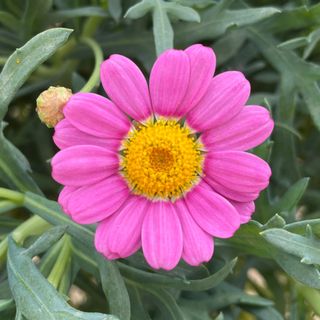 Argyranthemum Daisy Comp. Pink