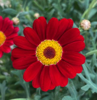 Argyranthemum Daisy Comp. Red
