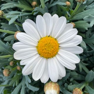 Argyranthemum Daisy White