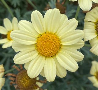 Argyranthemum Daisy Giada