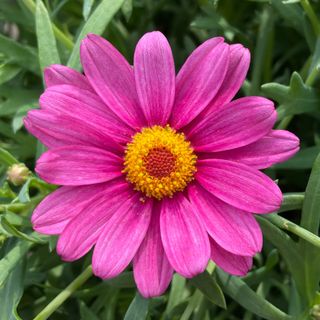 Argyranthemum Daisy Fashion Pink