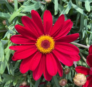 Argyranthemum Daisy Penny Red