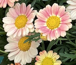 Argyranthemum Daisy Virginia