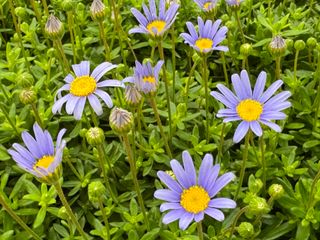 Felicia amelloides