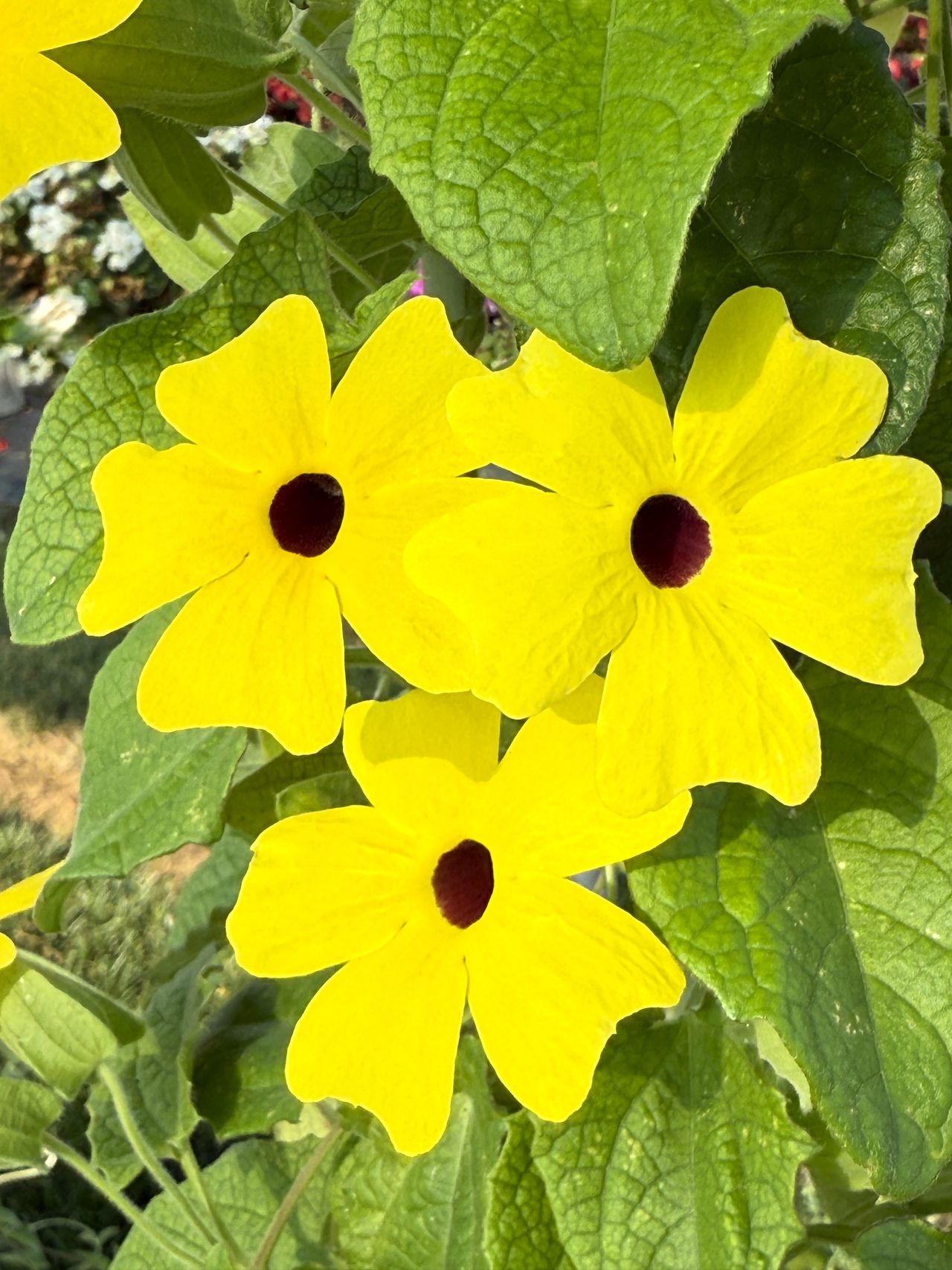 Yellow, foto 1