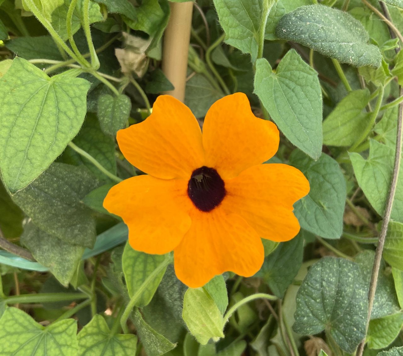 Orange, fotografia 1