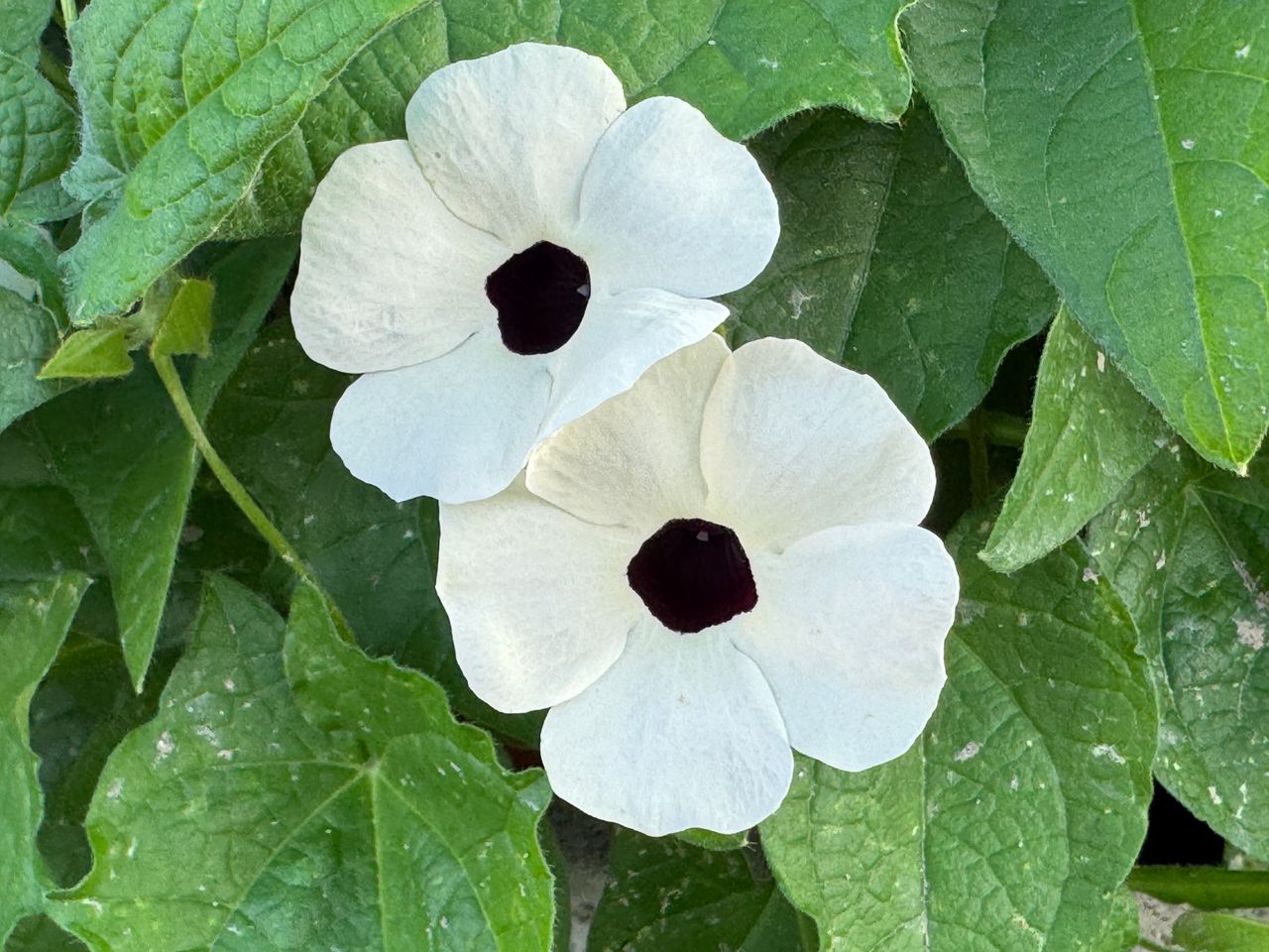 White, fotografia 1