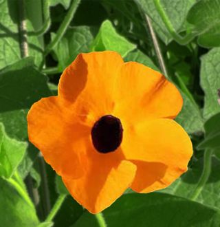 Thunbergia alata