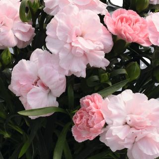 Pot-prince Light Pink