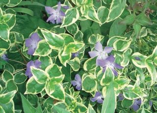 VINCA MAJOR VARIEGATED - Garden La Fiorita di Dalla Nora Alice