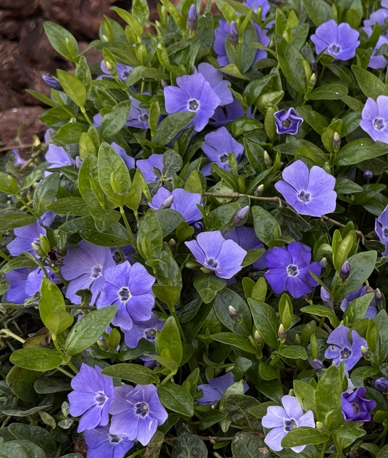 Vinca minor, foto 1