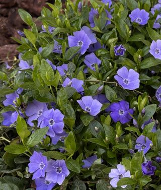 Vinca minor