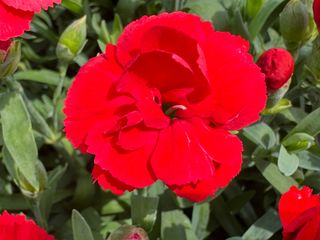 Pot-prince Exp Scarlet Red (dg)