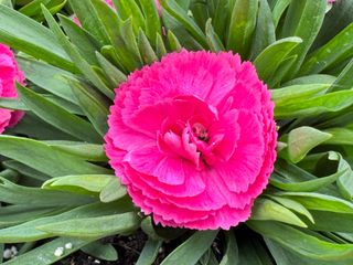 Pot-prince Fuchsia (dg)