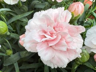 Pot-prince Light Pink