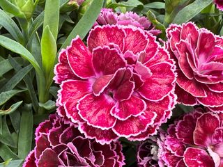 Pot-prince Magenta Picotee