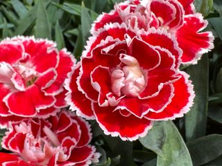 Pot-prince Red Picotee (dg)