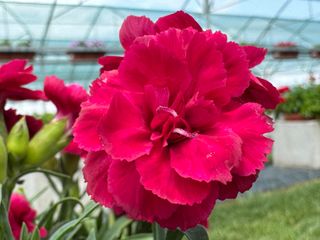 Pot-prince Cherry Red (dg)