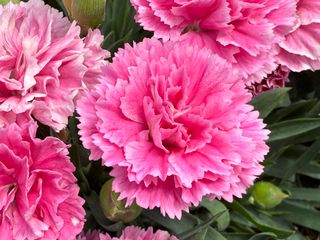 Pot-prince Pink(dg)