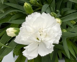 Pot-prince White (dg)