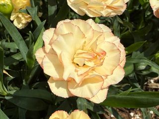 Pot-prince Yellow Sunset (dg)
