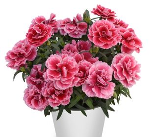 DIANTHUS C.POT-PRINCE MAGIC PINK EXP. - Gruppo Padana s.s.