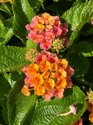 Lantana Gp Exp Haway