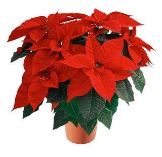 Gloriette Brilliant Red