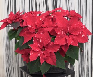 Sel® Christmas Fantasy Star