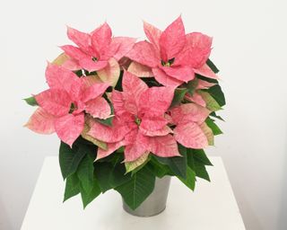 Euphorbia pulcherrima
