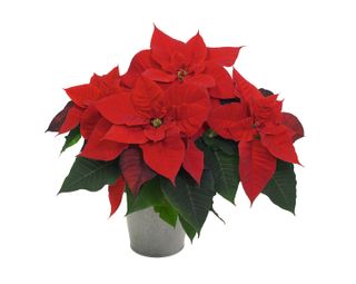Christmas Royal