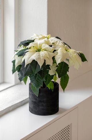 Poinsettia Q-ismas White