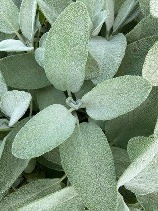 Salvia officinalis
