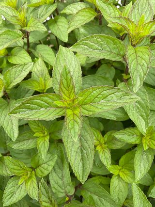 Menta Piperita