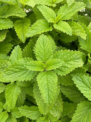 Melissa officinalis