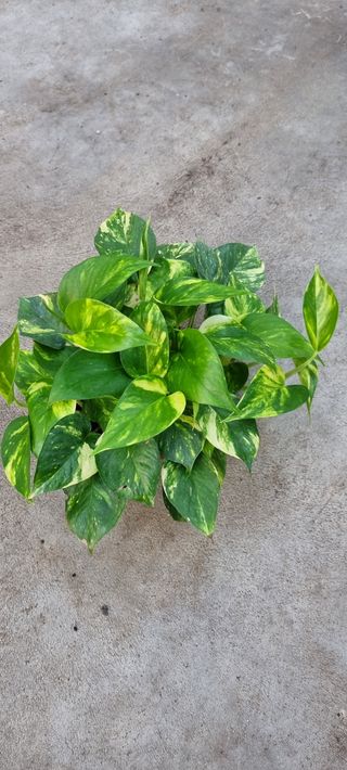 Scindapsus Pothos Aurea