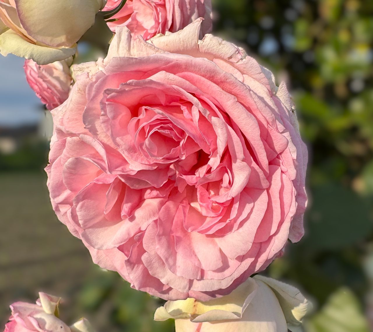 Gpt Cesar® Eden Rose Pierre De Ronsard, fotografia 1