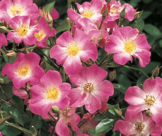 CUMBAYA ROSA - Gruppo Padana s.s.