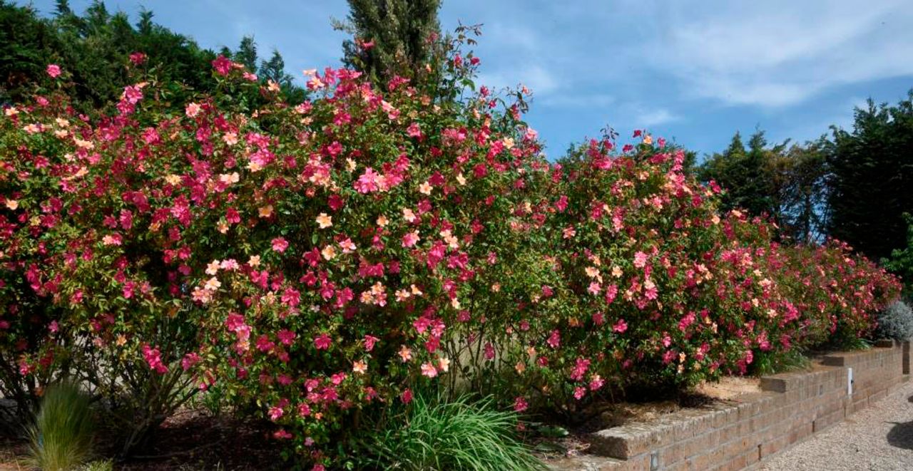 Rosa hybrida, fotografia 1