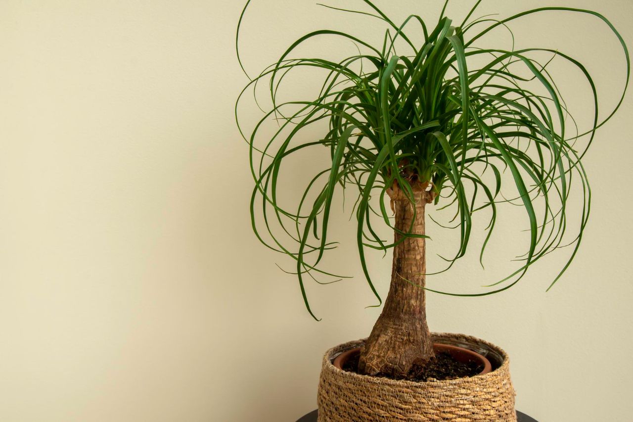 Beaucarnea recurvata, foto 1