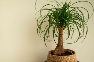 Beaucarnea recurvata