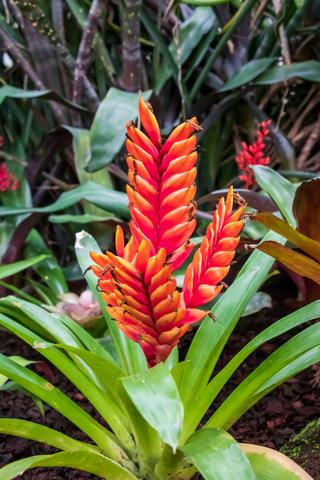 Vriesea Splendens