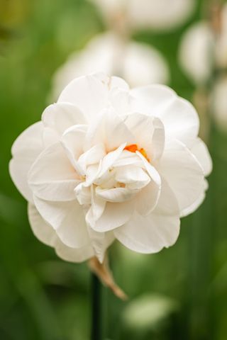 GARDENIA 'MULTIFLORA' - Azienda Agricola - Vivaio Mares Tiziano