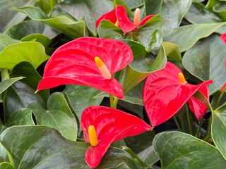 ANTHURIUM ANDREANUM - Floricoltura Tonon