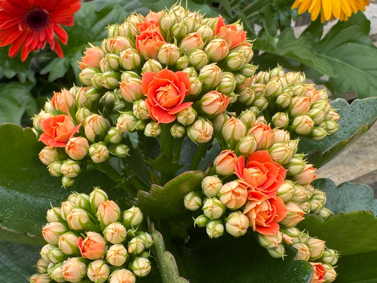 Kalanchoe Calandiva, photo 1