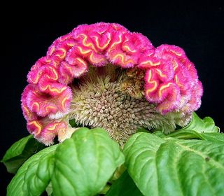 Celosia argentea