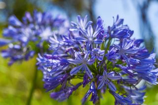 AGAPANTHUS - Verdidee Floricoltura