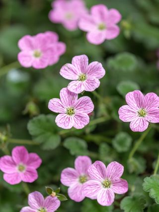 Erodium x variabile