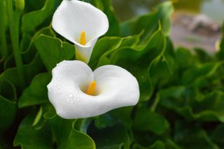 Zantedeschia aethiopica