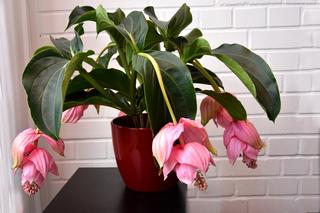 Medinilla magnifica